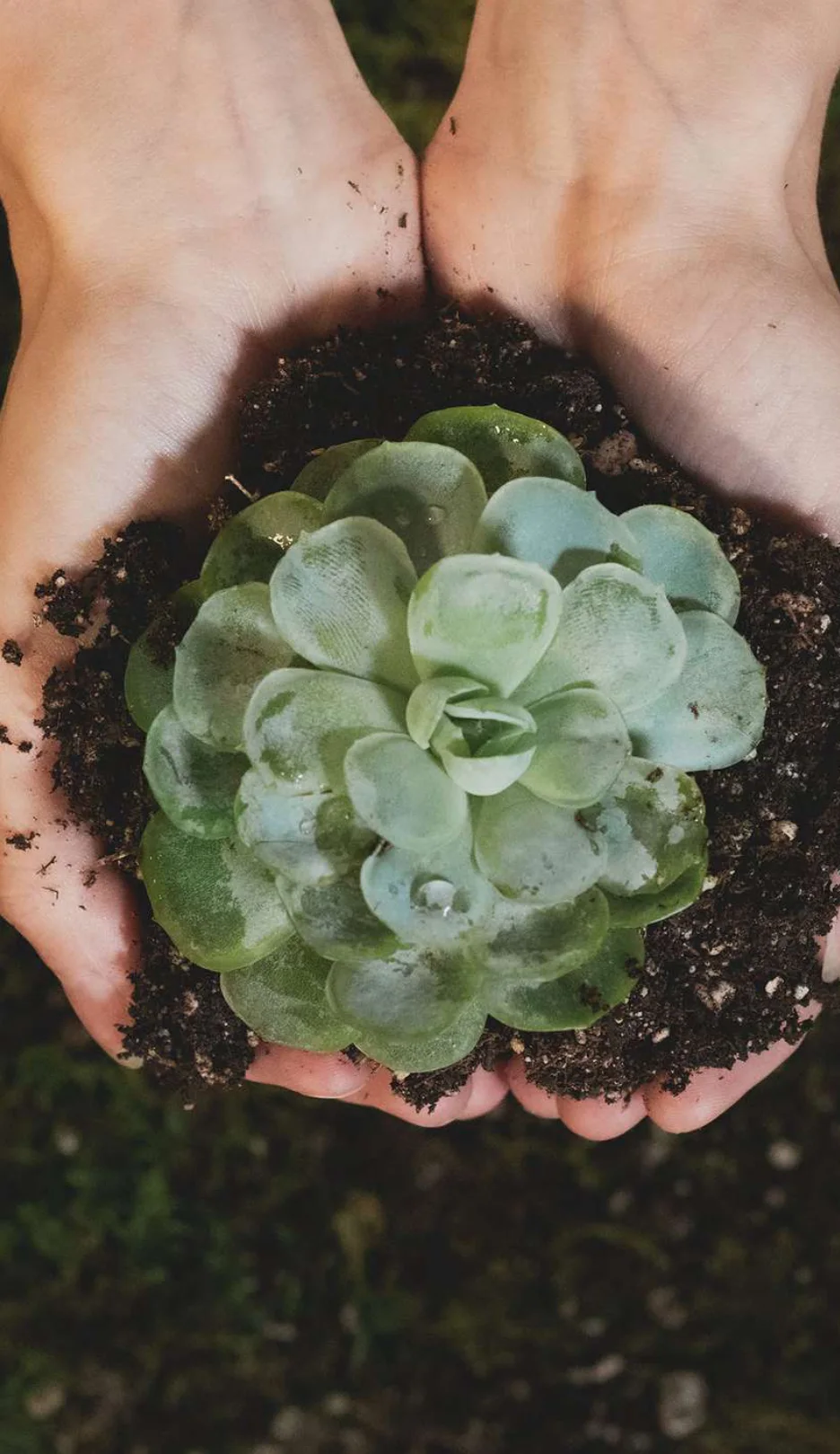 Hands holding a succulent in soil, from the Accor for Sustainability deck